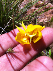 Calochortus amabilis