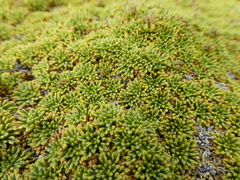 Bolax gummifera