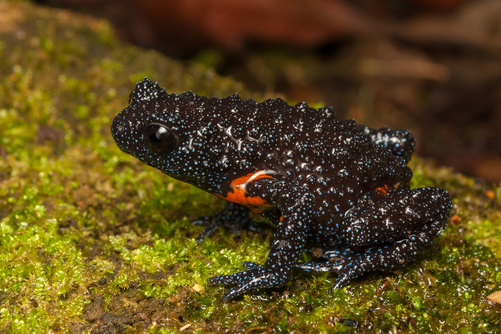 Galaxy Frog in June 2023 by Harikrishnan S. · iNaturalist