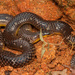 Shield-tailed Snakes - Photo (c) Harikrishnan S., some rights reserved (CC BY-NC), uploaded by Harikrishnan S.