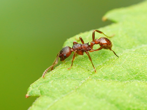 阿里山红蚁Myrmica arisana