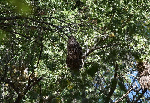 Rosenkehlbekarde (Pachyramphus aglaiae)