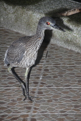 Nyctanassa violacea pauper