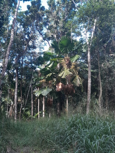 Fan palm (Licuala ramsayi)