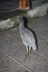 Nyctanassa violacea pauper