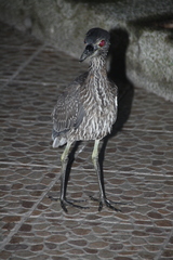 Nyctanassa violacea pauper