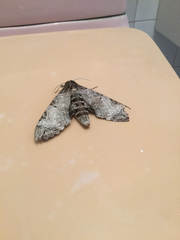 Pseudosphinx tetrio