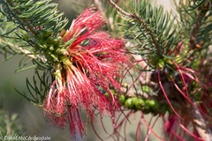 Melaleuca quadrifida