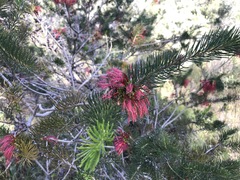 Melaleuca quadrifida