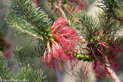 Melaleuca quadrifida