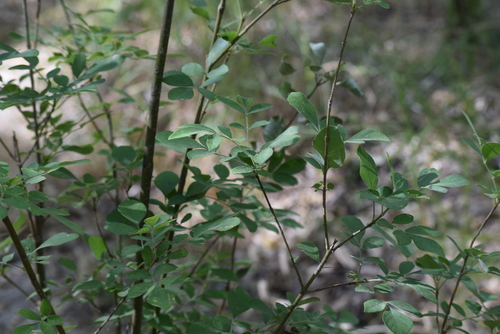 Fraxinus velutina
