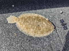 Largetooth Flounder photo 5