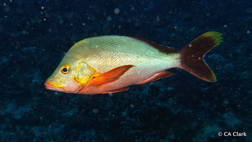 Paddletail Snapper