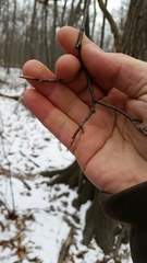 Amelanchier interior