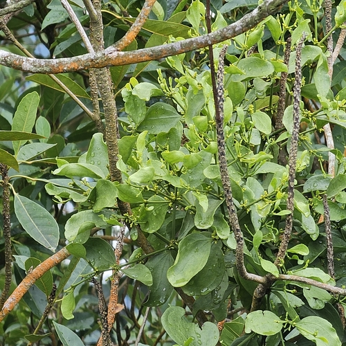 Image of Viscum ovalifolium by (c) pbsg, some rights reserved (CC BY)