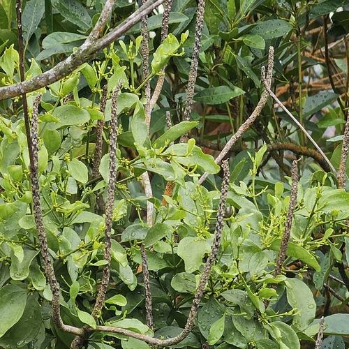 Image of Viscum ovalifolium by (c) pbsg, some rights reserved (CC BY)