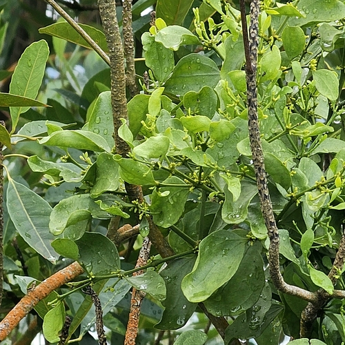 Image of Viscum ovalifolium by (c) pbsg, some rights reserved (CC BY)