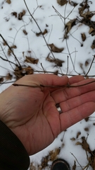 Viburnum acerifolium