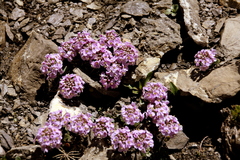 Noccaea rotundifolia