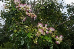 Archidendron grandiflorum