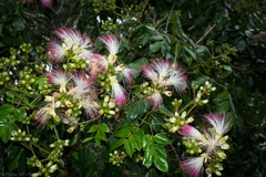 Archidendron grandiflorum