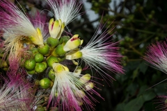 Archidendron grandiflorum
