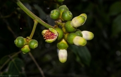 Archidendron grandiflorum