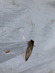 Truncaptera postpallida