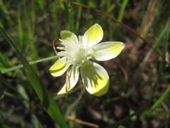Platystemon californicus