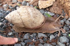Image of Megalobulimus abbreviatus