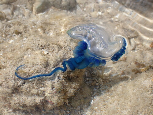 Indo-Pacific Man-O-War, photo 2 of 9