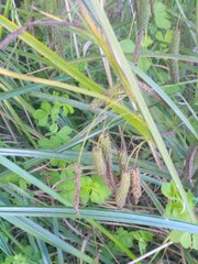 Carex lessoniana