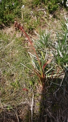 Luzula modesta