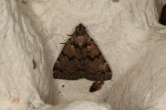 Mormoscopa phricozona