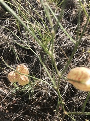 Astragalus ceramicus