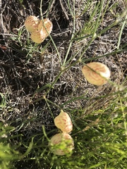Astragalus ceramicus