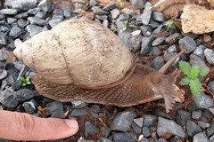 Megalobulimus abbreviatus