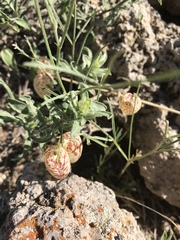 Astragalus ceramicus