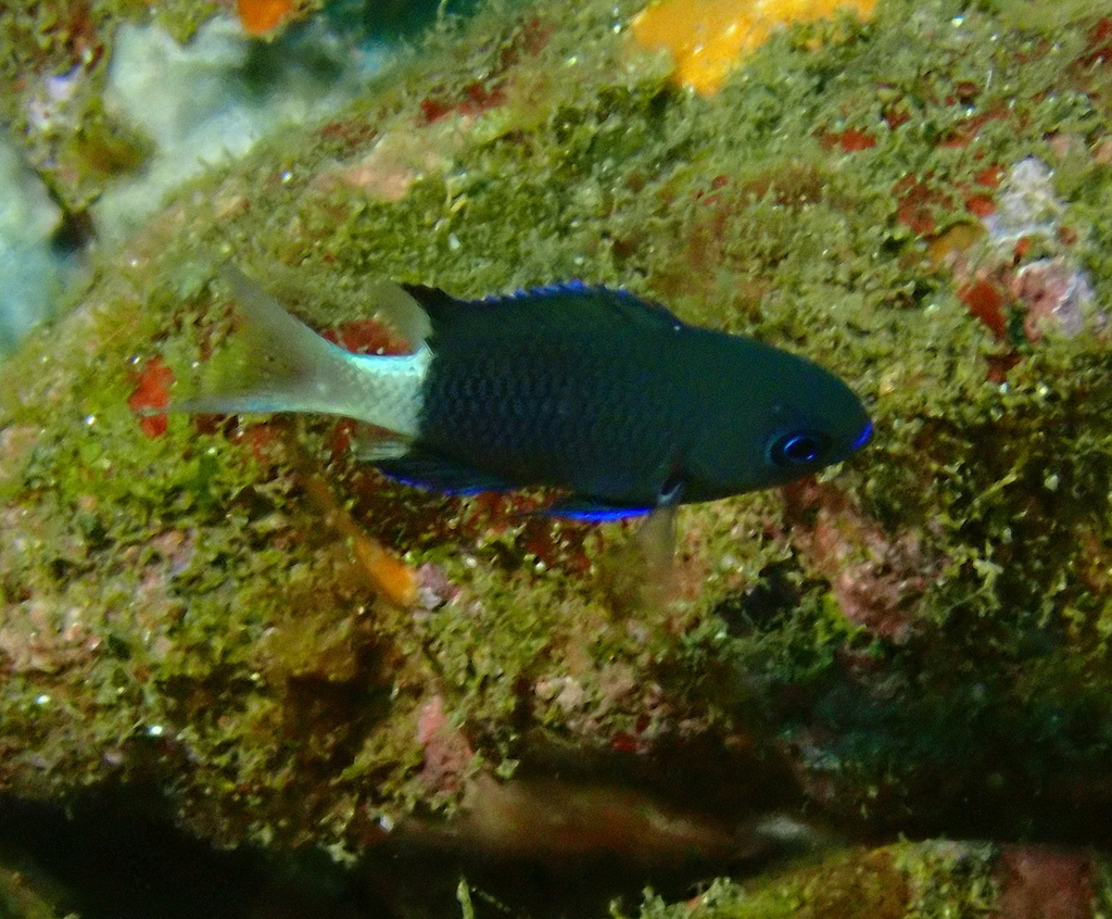 Pycnochromis abruptus