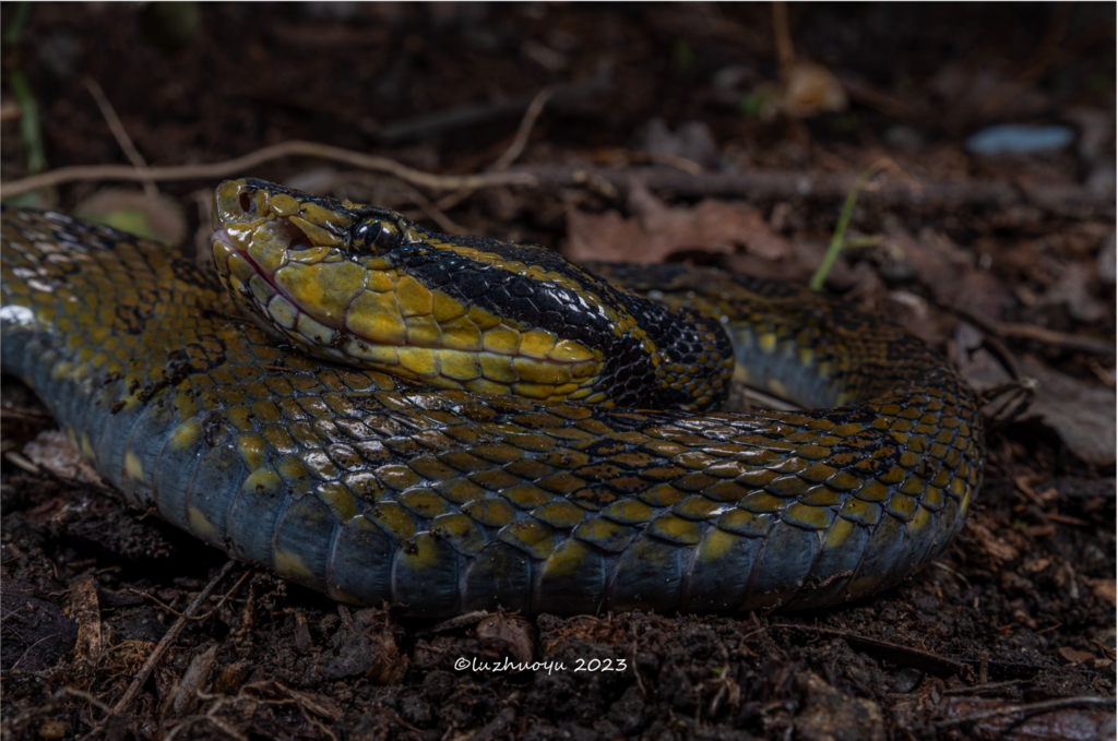 Kaulback's Lance-Headed Pitviper
