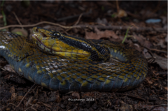 Kaulback's Lance-Headed Pitviper photo 1