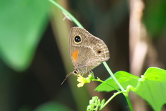 Calisto obscura