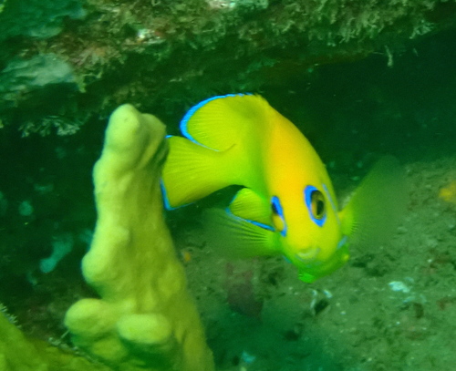 Lemon Peel