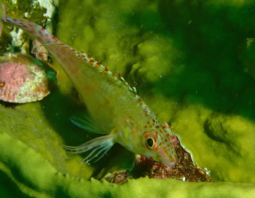 Coral hawkfish