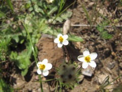 Leptosiphon jepsonii