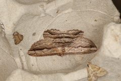 Scioglyptis loxographa