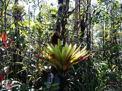 Werauhia
