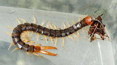 Cormocephalus westwoodi