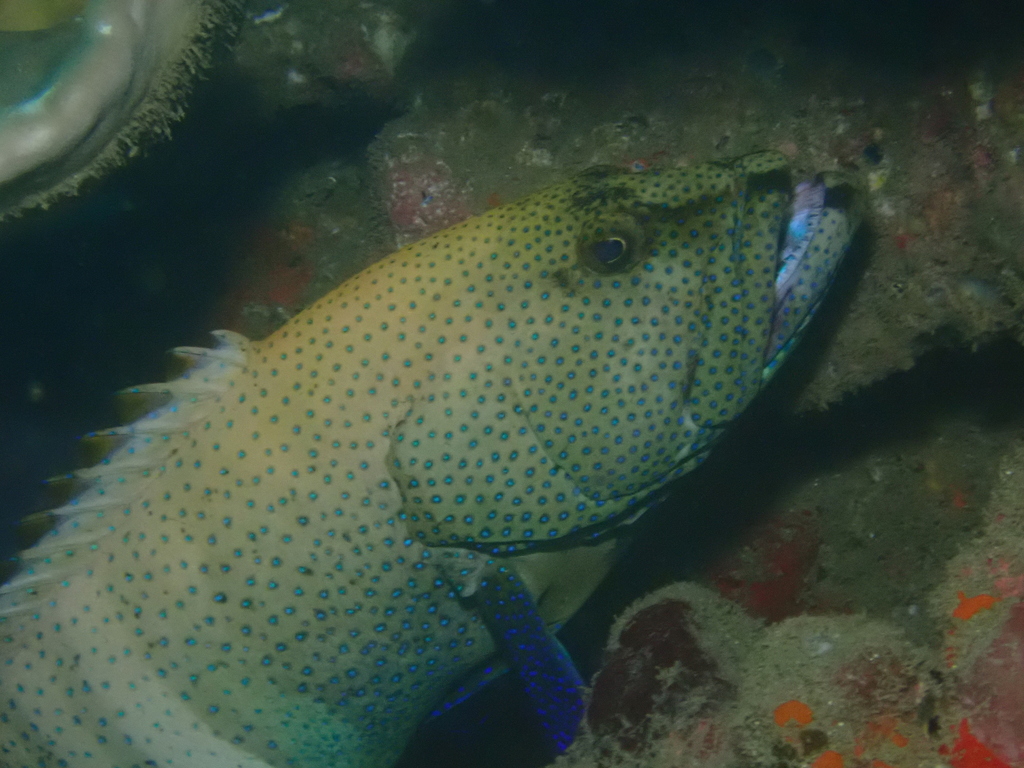 Peacock grouper