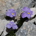 Viola magellensis - Photo (c) schmidtpeter, some rights reserved (CC BY-NC)